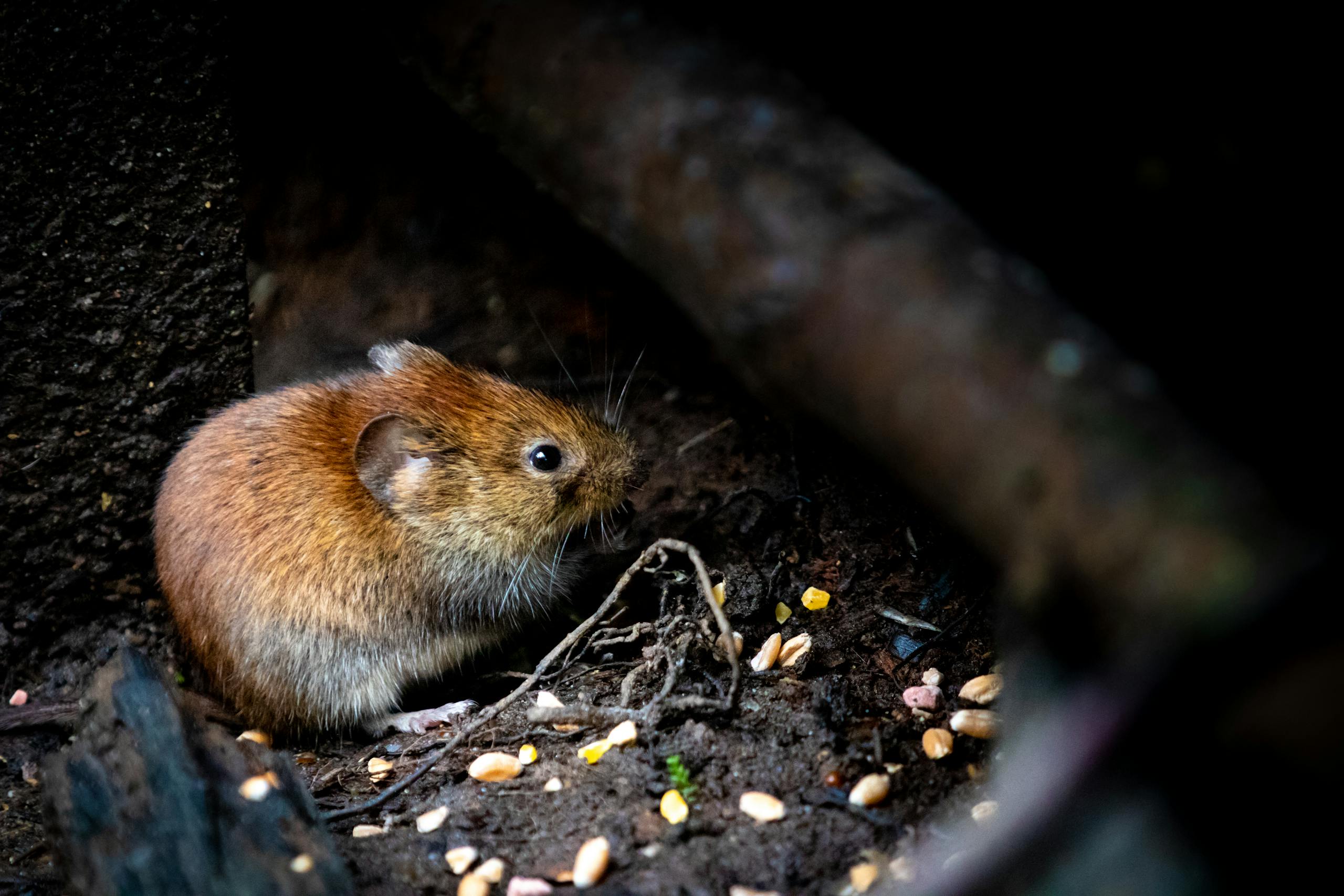 A small brown rodent nestled among forest debris, showcasing its natural habitat.
