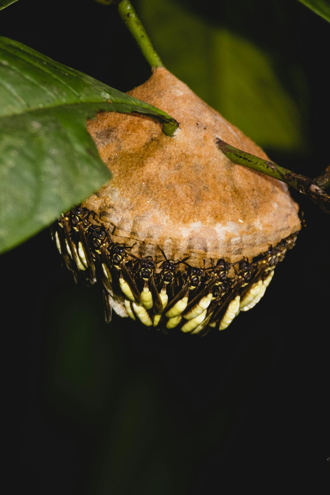 Detailed close-up of a wasp nest with visible larvae, showcasing nature's intricacy.