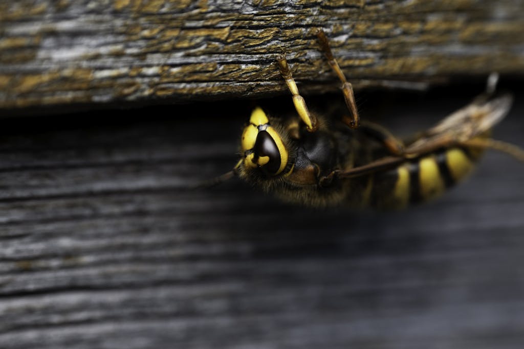 Detailed macro image of a European hornet on a textured wooden surface.