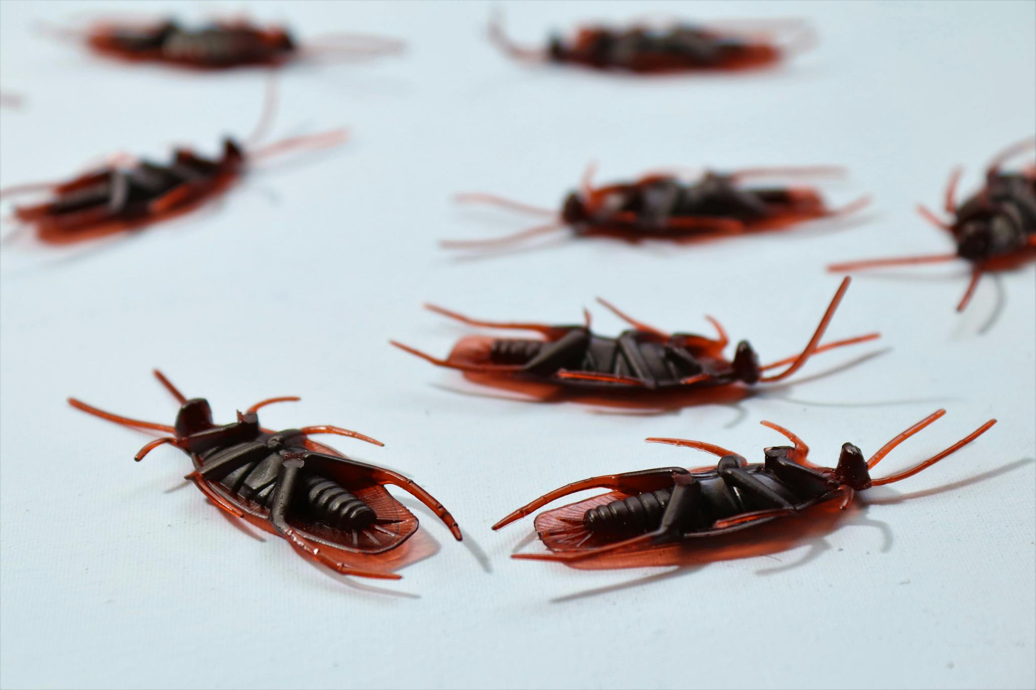 Detailed macro image of several dead cockroaches scattered on a white surface, depicting pest control.