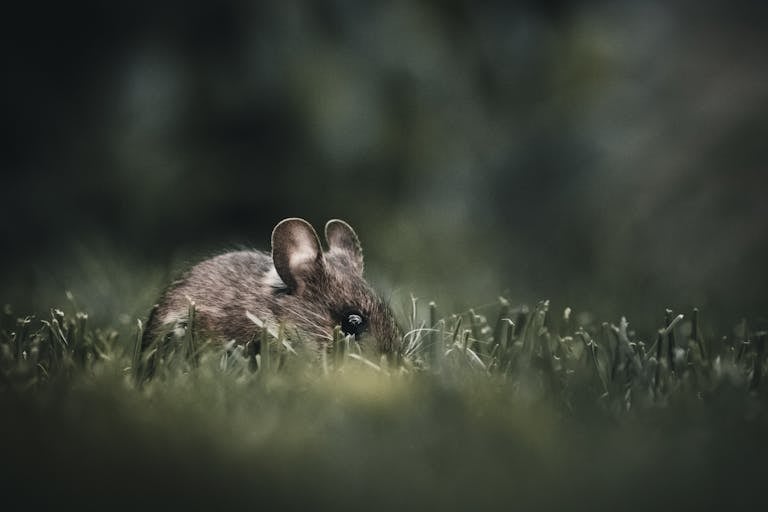 Macro photograph of a small mouse in grass, highlighting its fur and ears with a blurred background for depth.